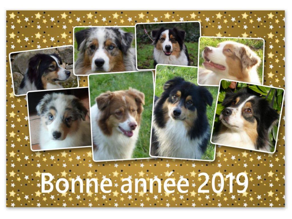 Des Pampelumes - Bonne année 2019