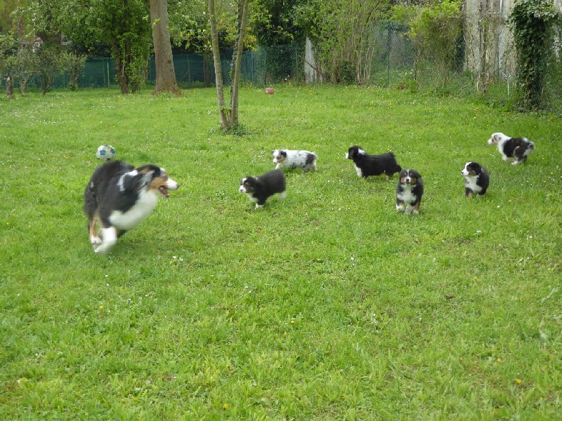 Des Pampelumes - Berger Australien - Portée née le 26/02/2016