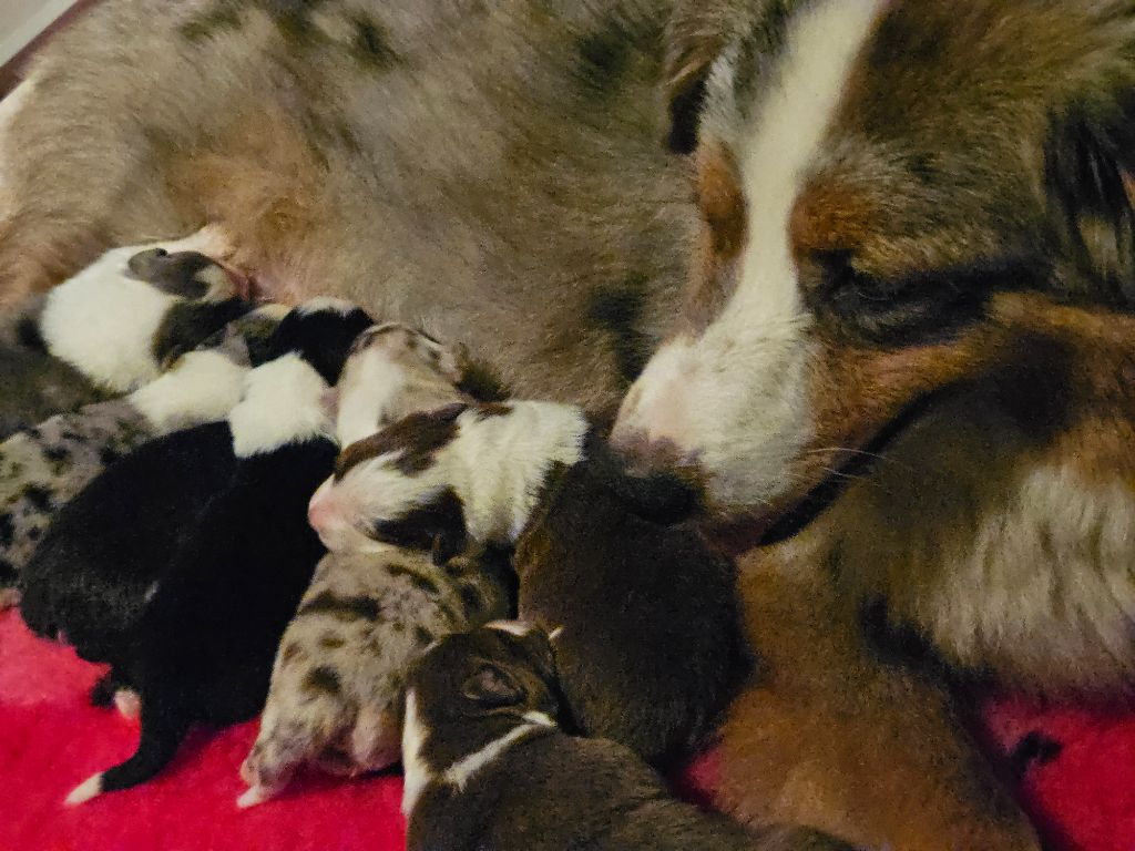 chiot Berger Australien Des Pampelumes