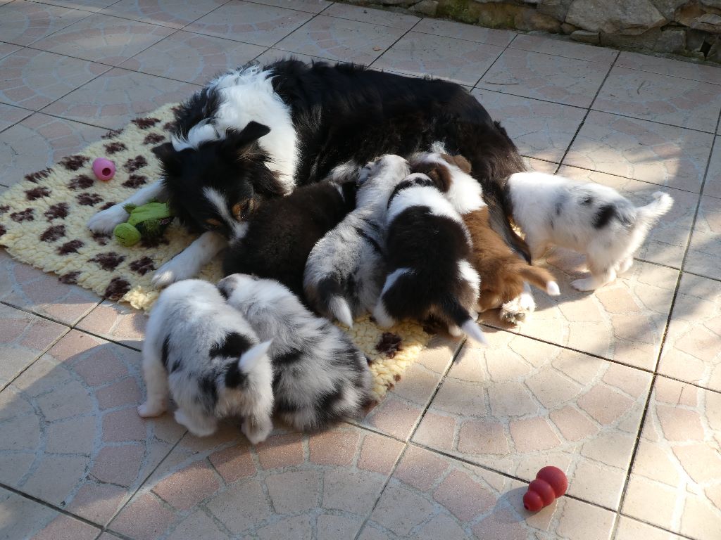 Chiots Zelda & Morrison 5 semaines
