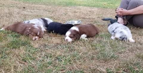 Les Cerise & Buddy 5 semaines