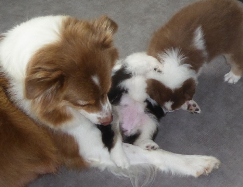 Chiots Gossip & Jude 5 semaines