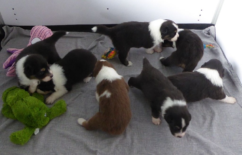 Chiots Gossip & Jude 3 semaines