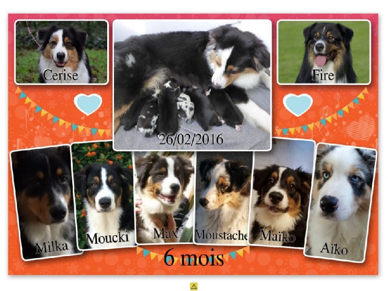 Chiots de Cerise et Fire 6 mois