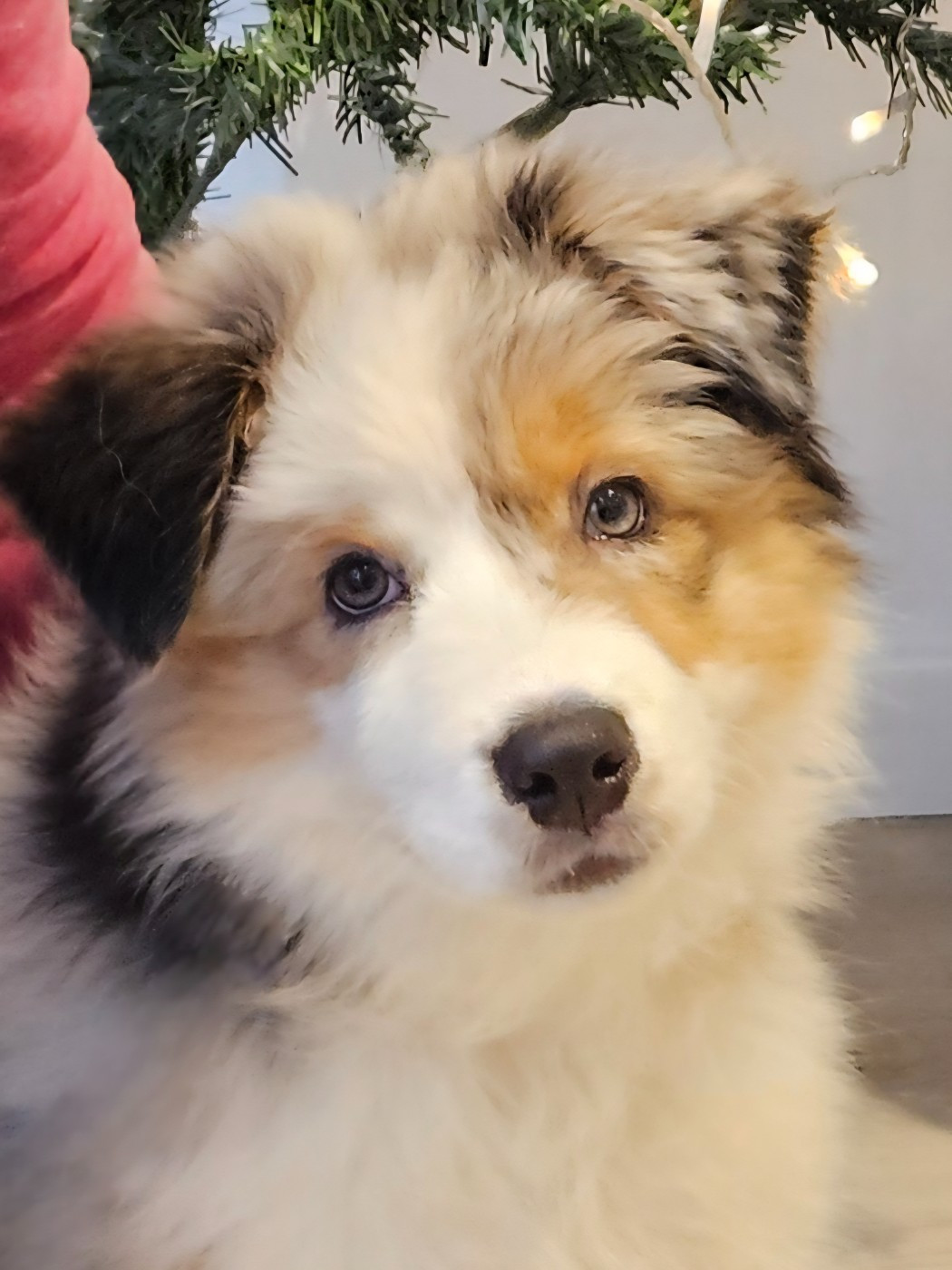 Des Pampelumes - Chiots disponibles - Berger Australien