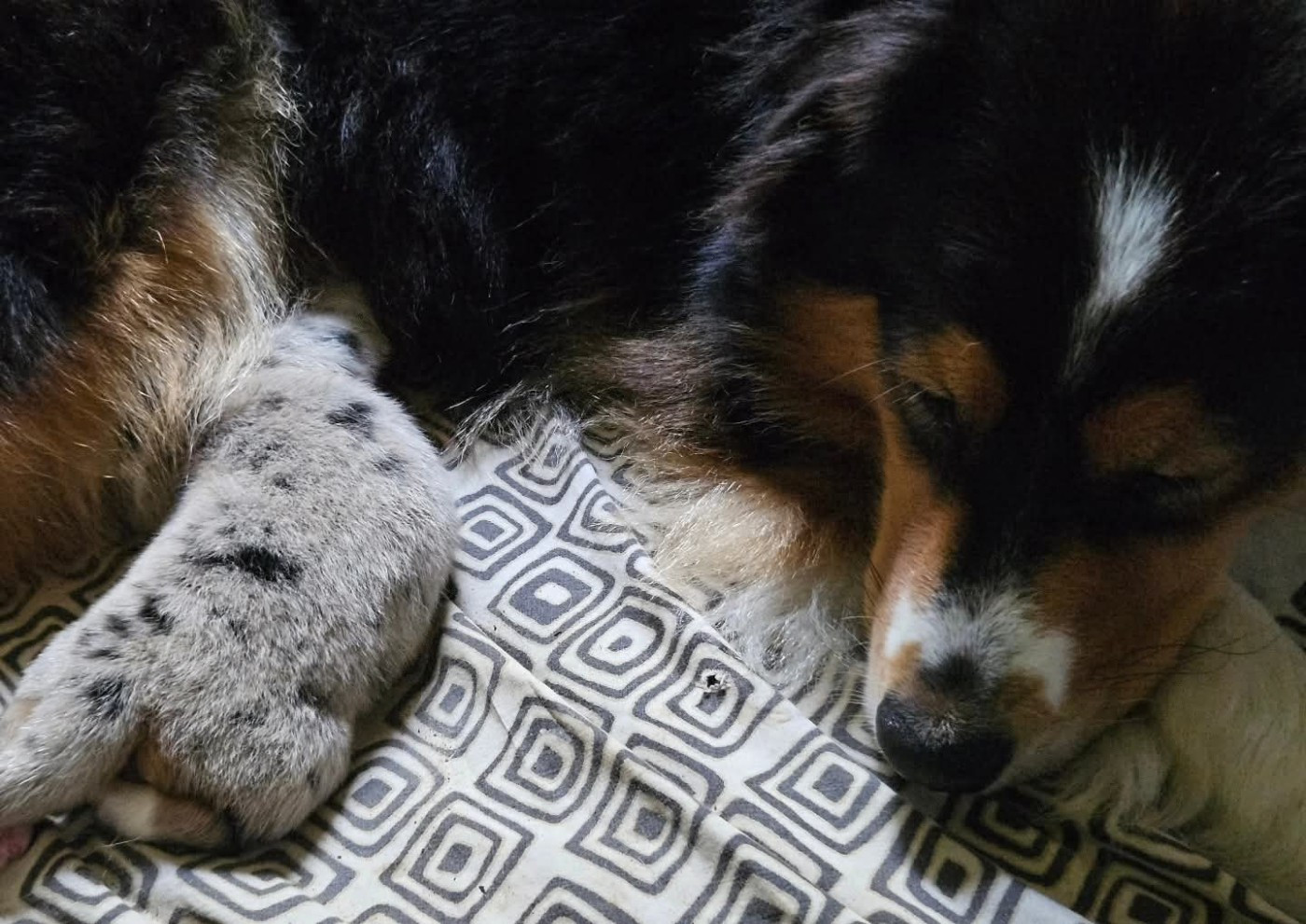 Chiot Berger Australien Des Pampelumes