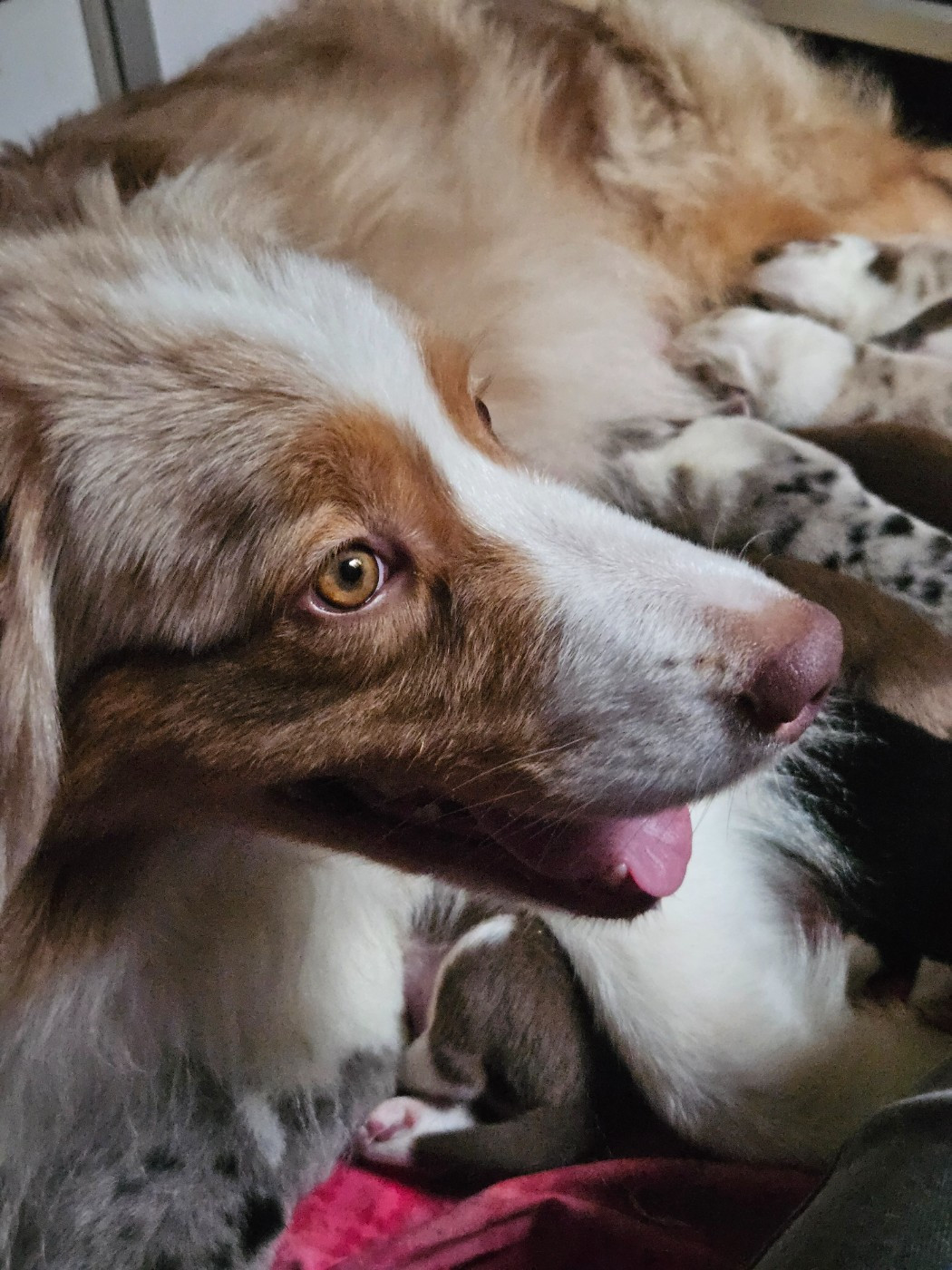 Chiot Berger Australien Des Pampelumes
