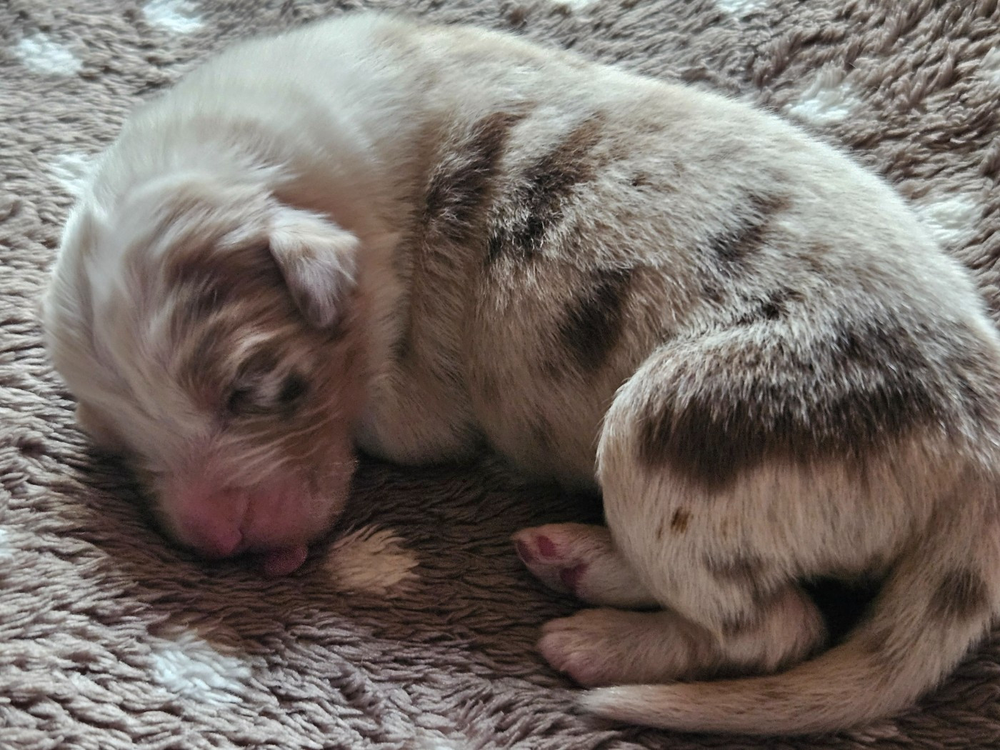 Des Pampelumes - Chiots disponibles - Berger Australien