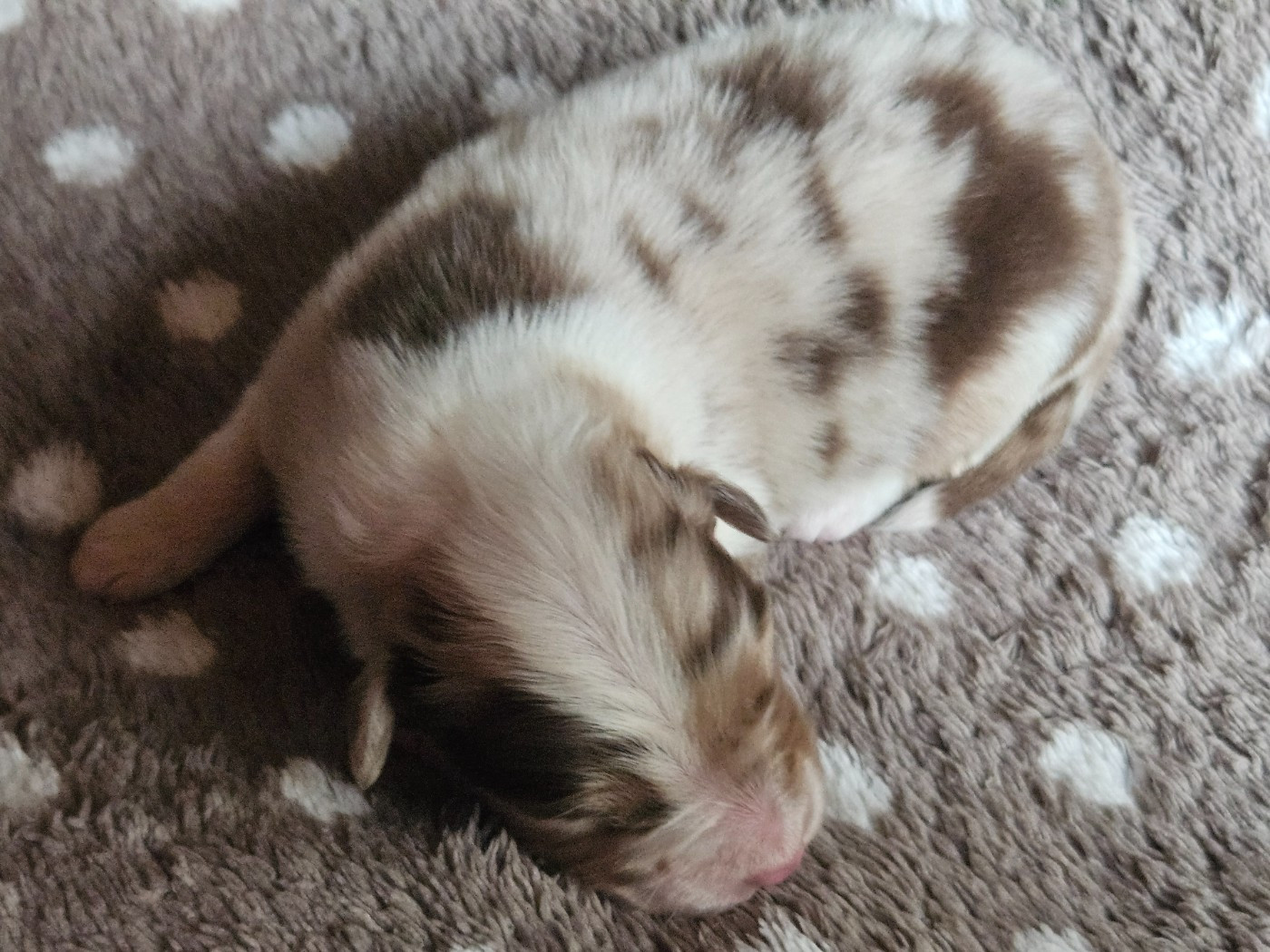 Des Pampelumes - Chiots disponibles - Berger Australien