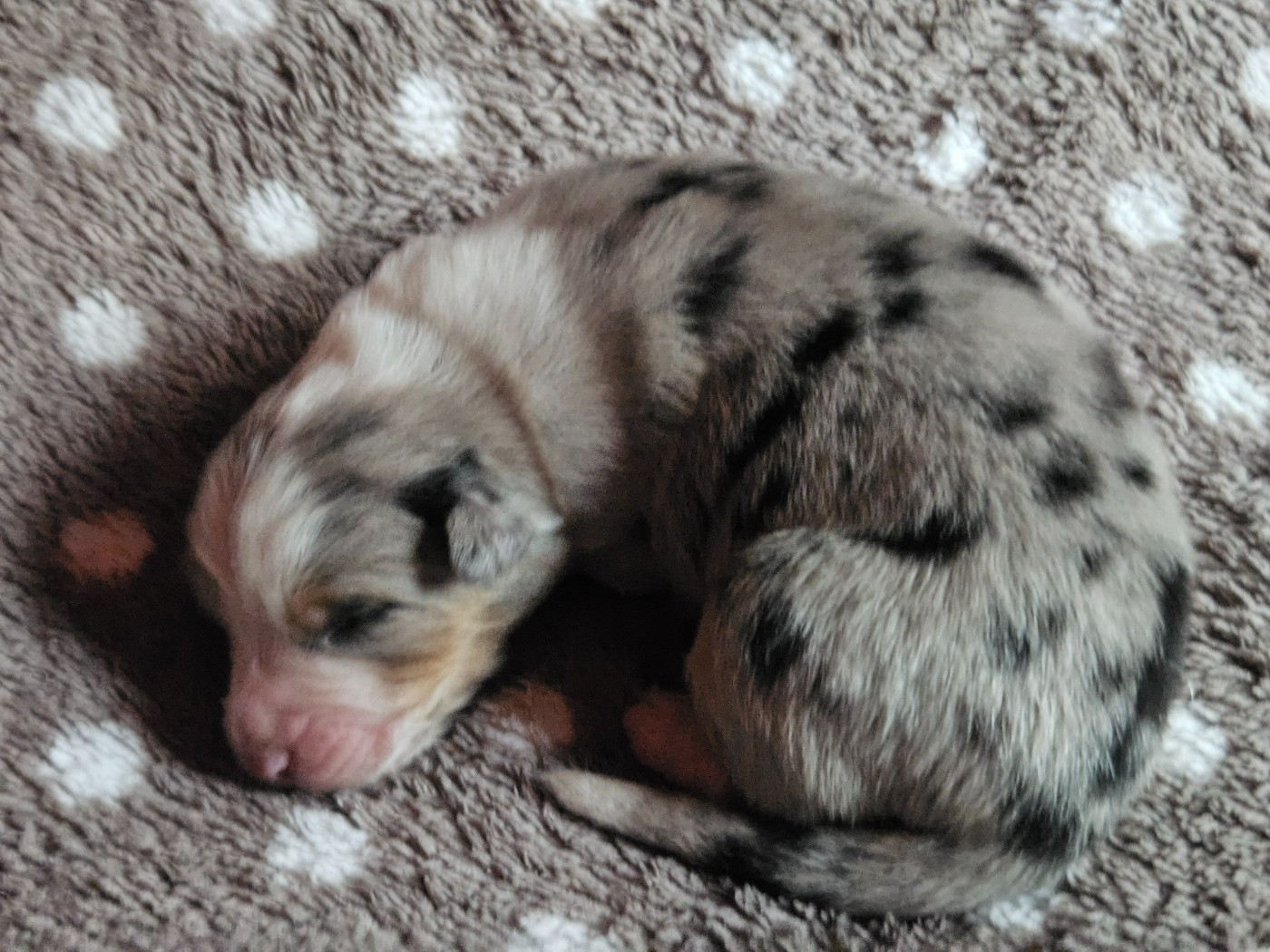 Des Pampelumes - Chiots disponibles - Berger Australien