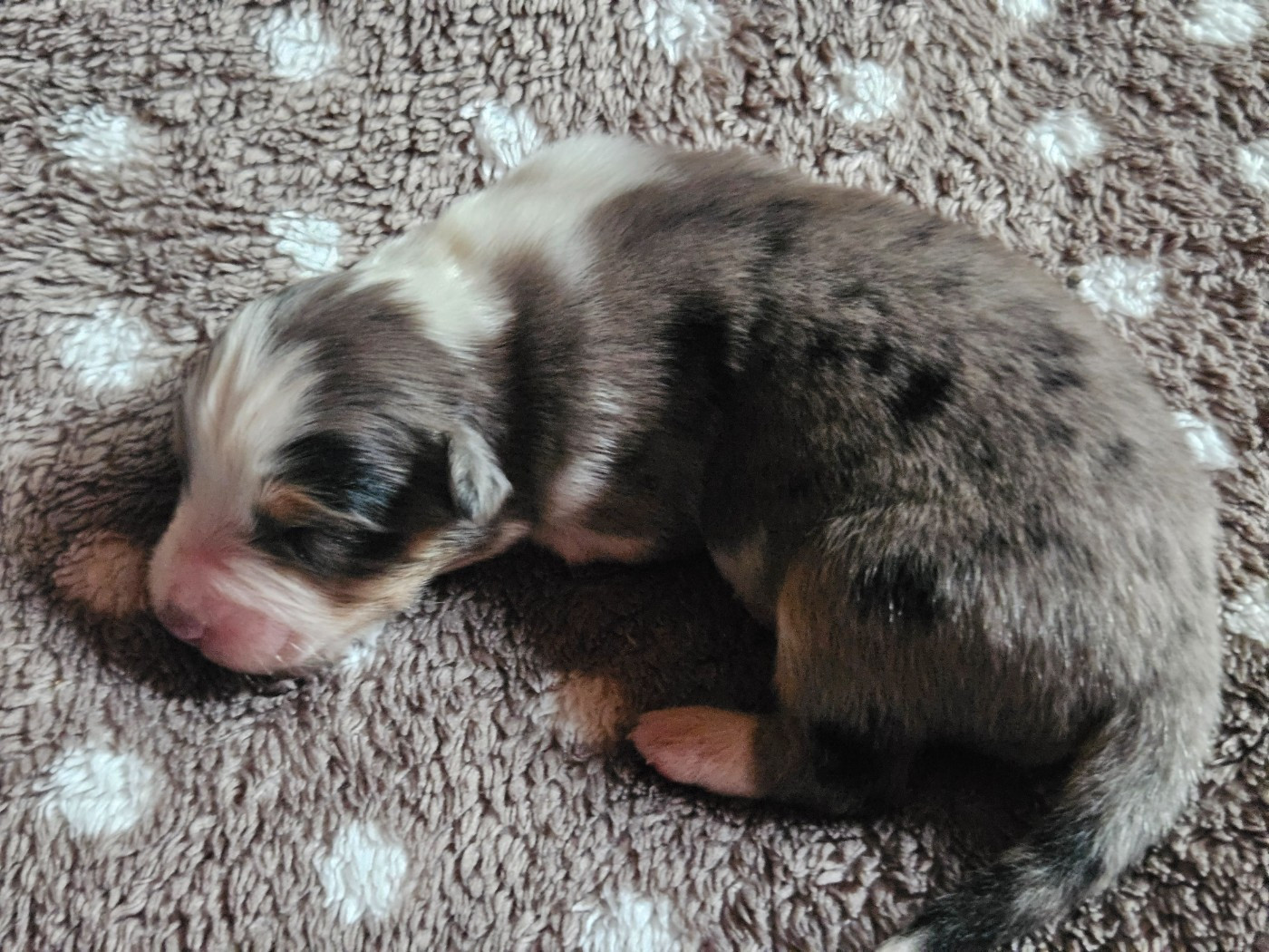 Des Pampelumes - Chiots disponibles - Berger Australien