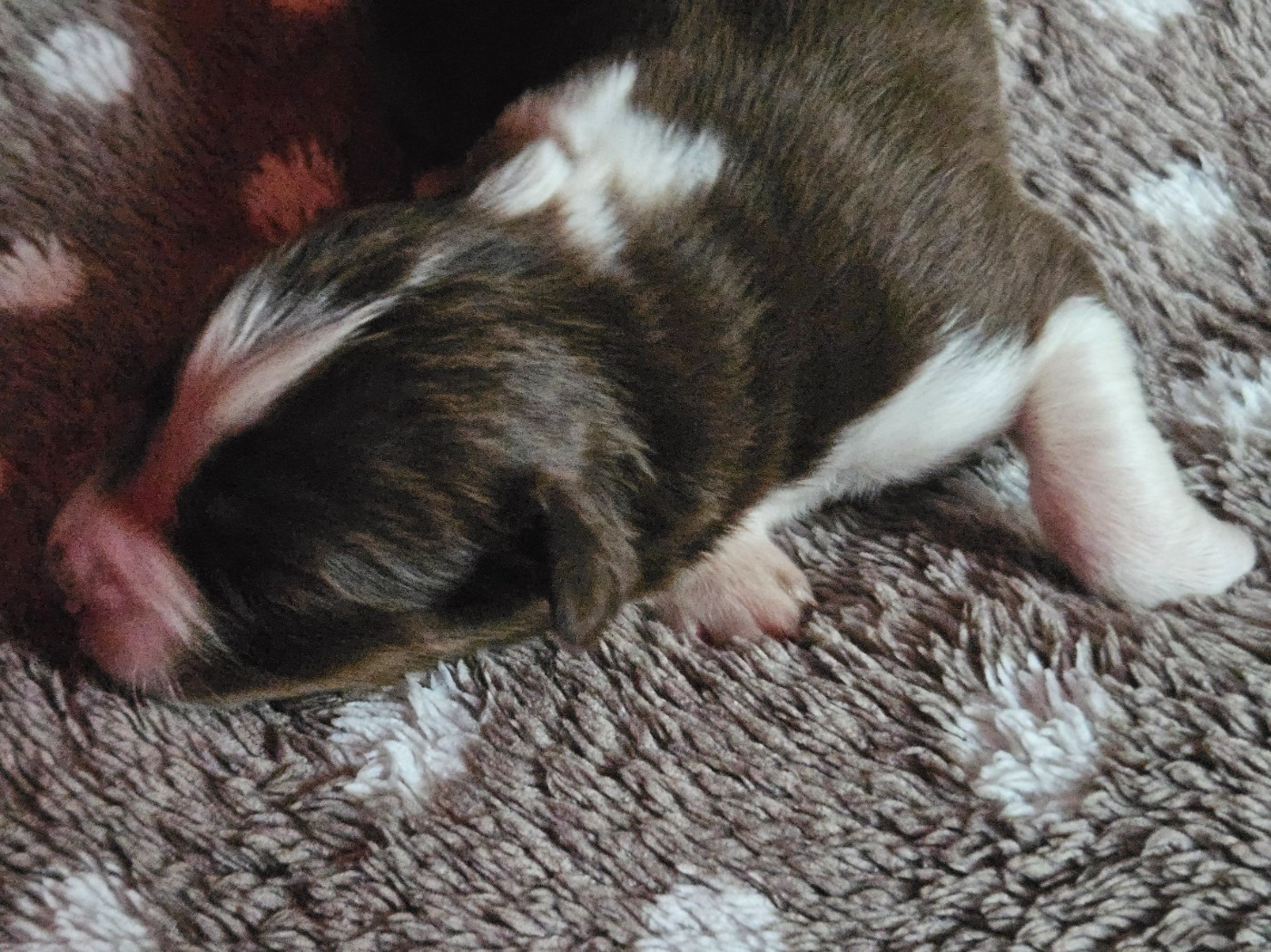 Des Pampelumes - Chiots disponibles - Berger Australien