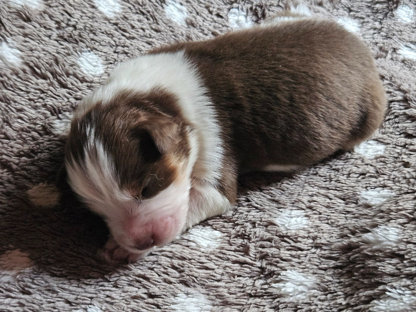 Des Pampelumes - Chiots disponibles - Berger Australien