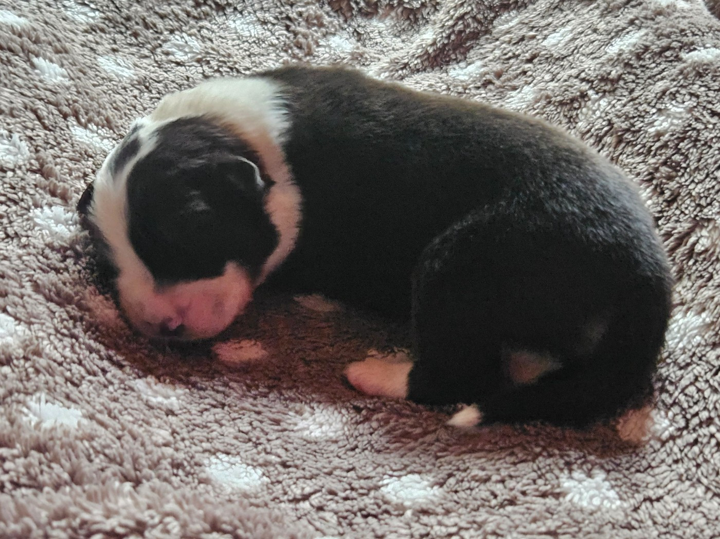 Des Pampelumes - Chiots disponibles - Berger Australien