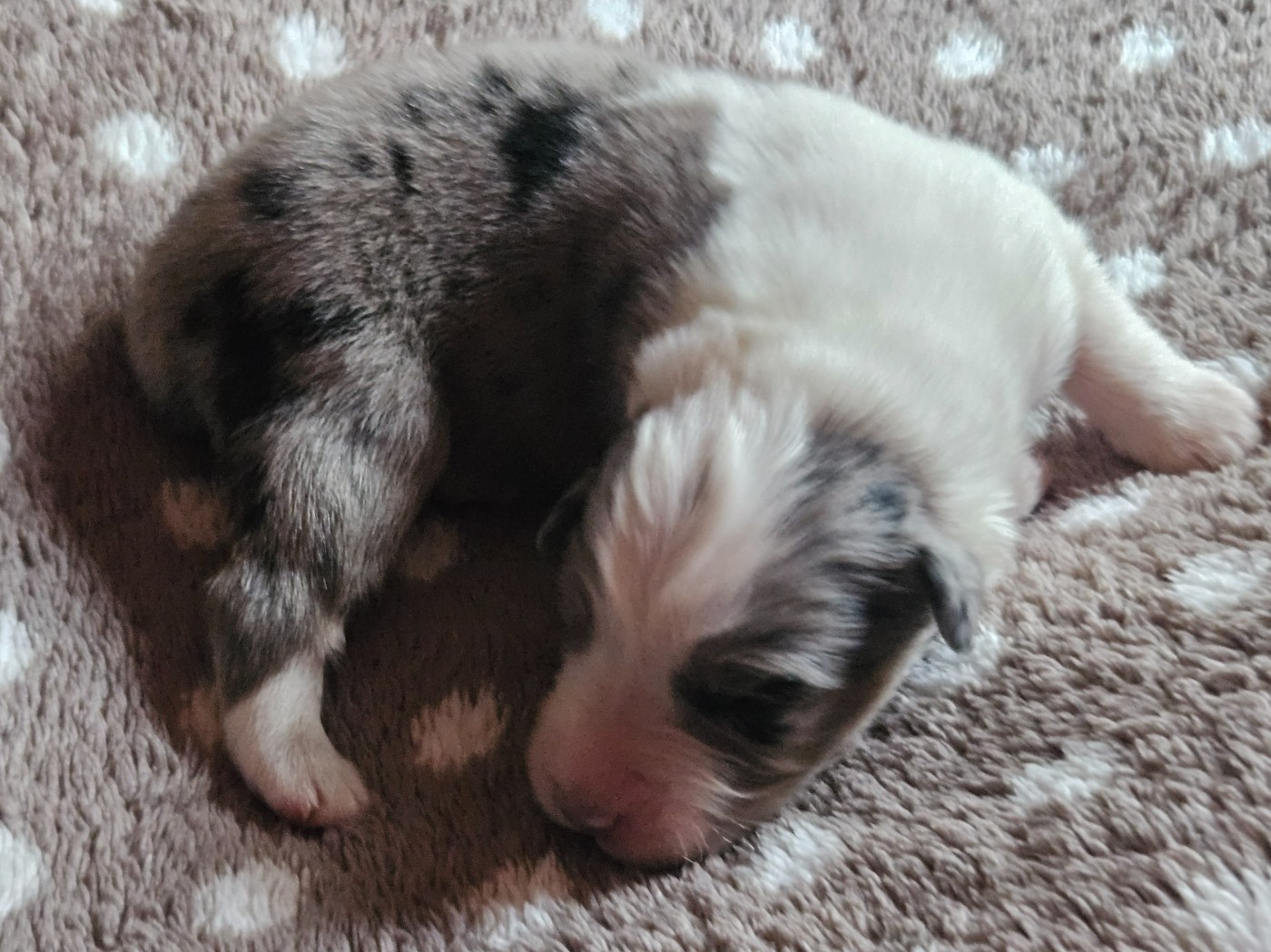 Des Pampelumes - Chiots disponibles - Berger Australien