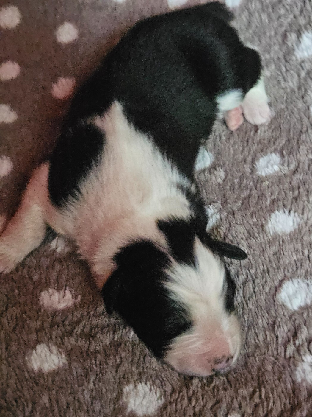 Des Pampelumes - Chiots disponibles - Berger Australien