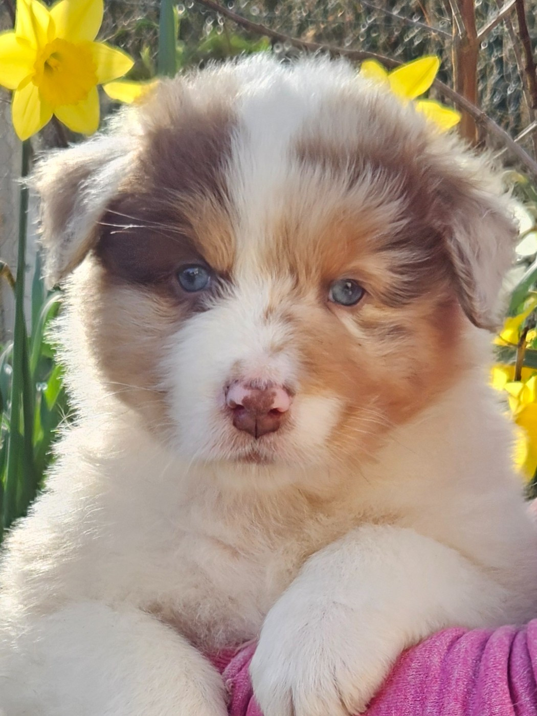 Des Pampelumes - Chiots disponibles - Berger Australien