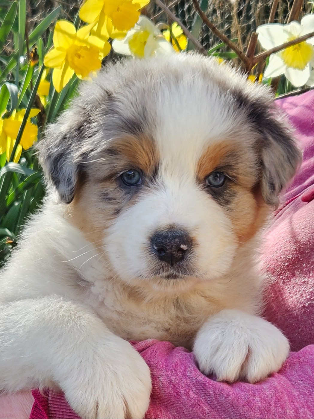 Des Pampelumes - Chiots disponibles - Berger Australien