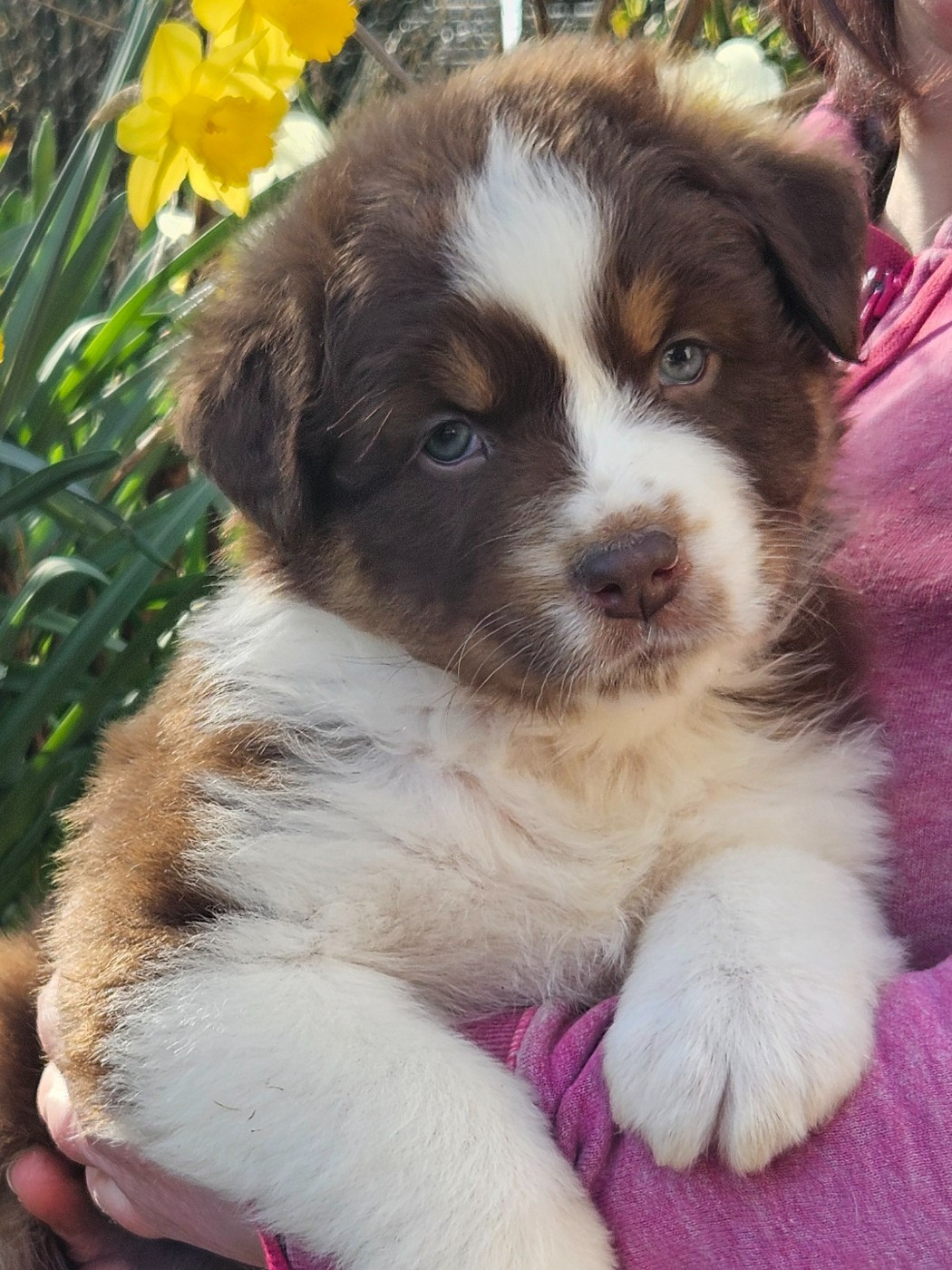 Des Pampelumes - Chiots disponibles - Berger Australien