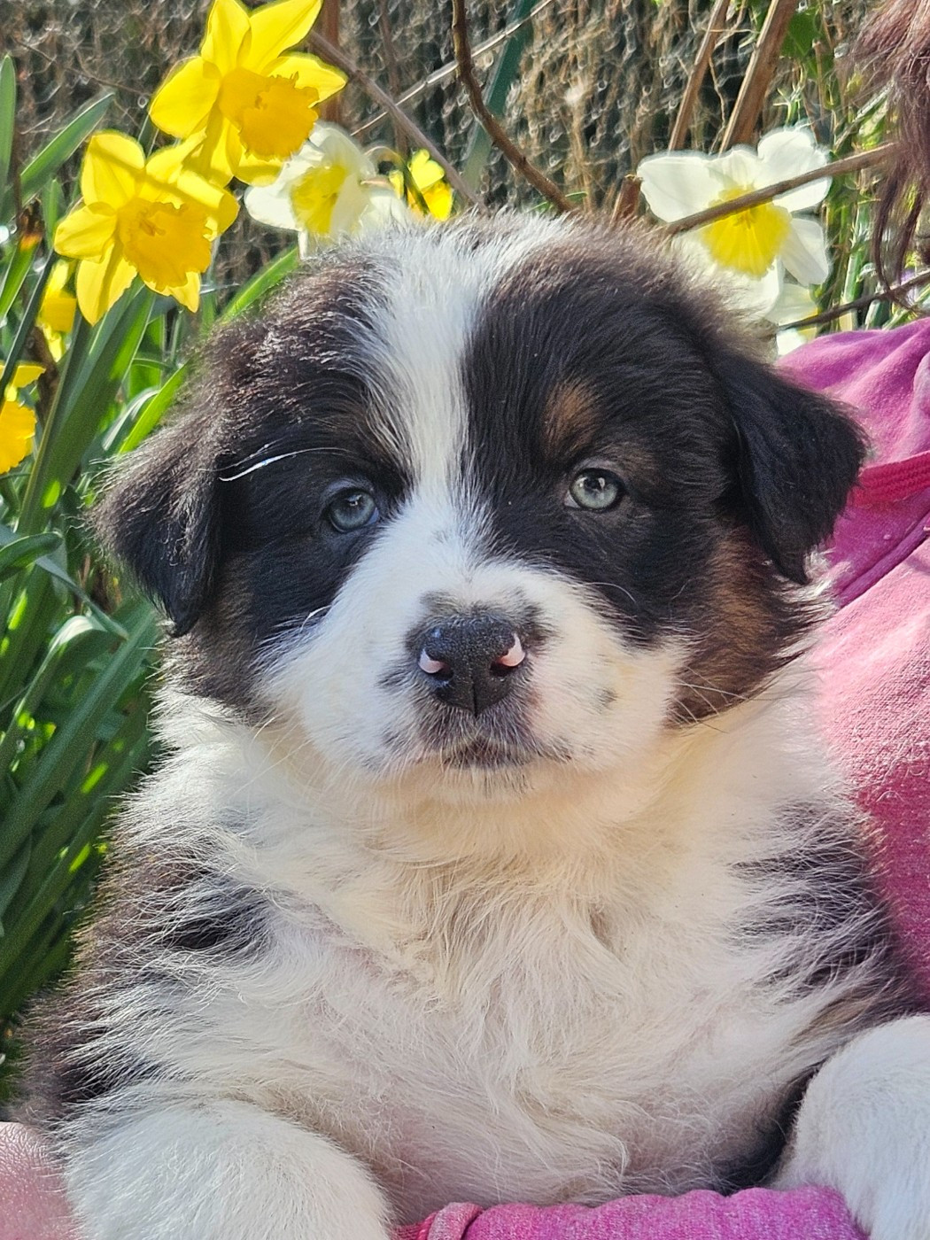 Des Pampelumes - Chiots disponibles - Berger Australien