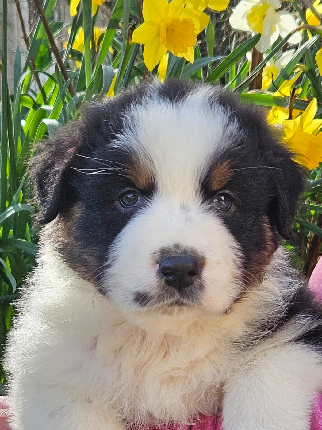 Des Pampelumes - Chiots disponibles - Berger Australien
