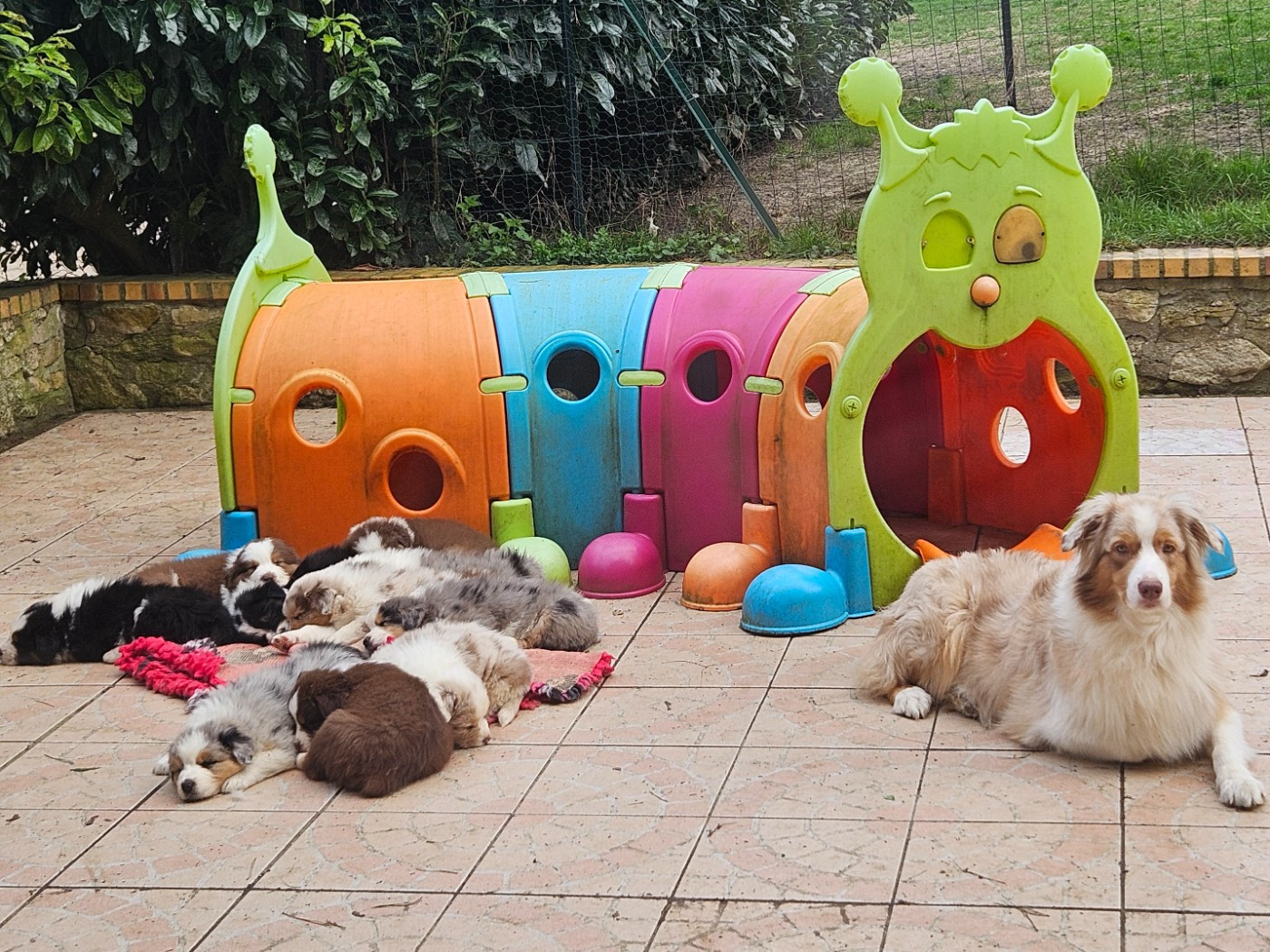 Chiot Berger Australien Des Pampelumes