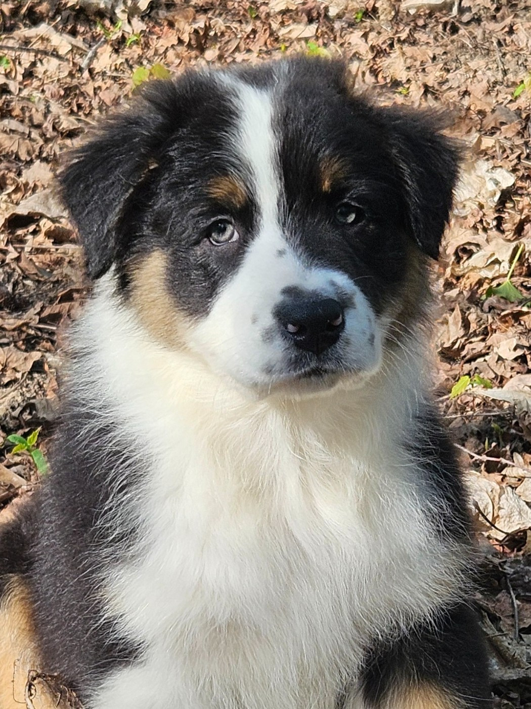 Des Pampelumes - Chiots disponibles - Berger Australien