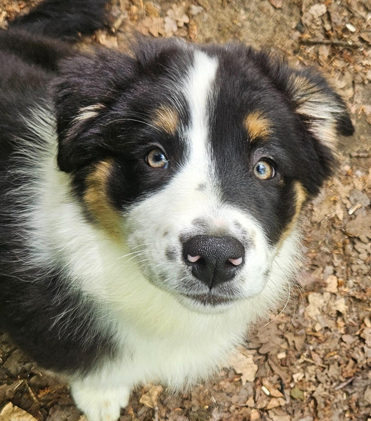 Des Pampelumes - Chiots disponibles - Berger Australien