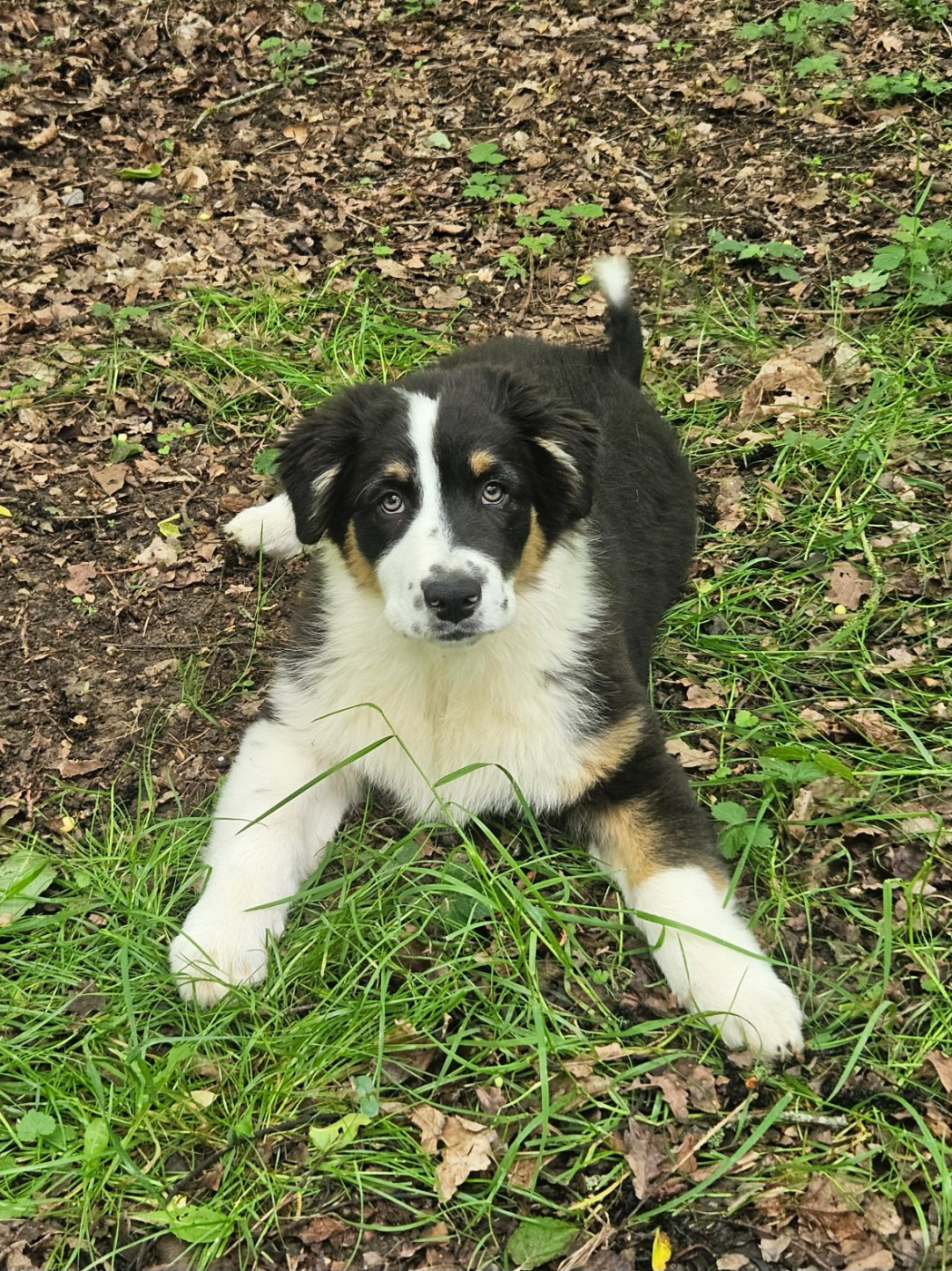 Des Pampelumes - Chiots disponibles - Berger Australien