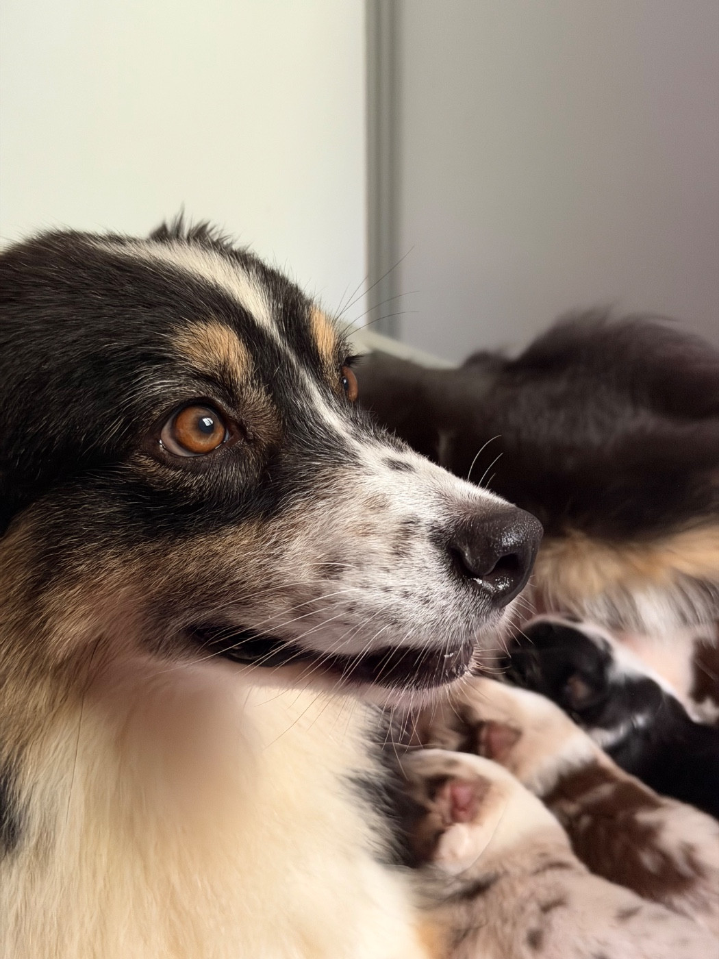 Chiot Berger Australien Des Pampelumes