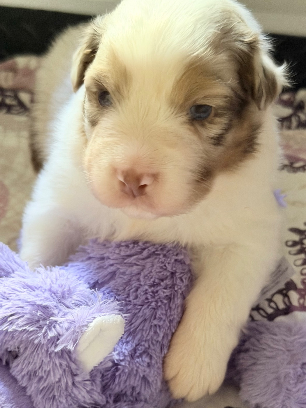 Des Pampelumes - Chiots disponibles - Berger Australien