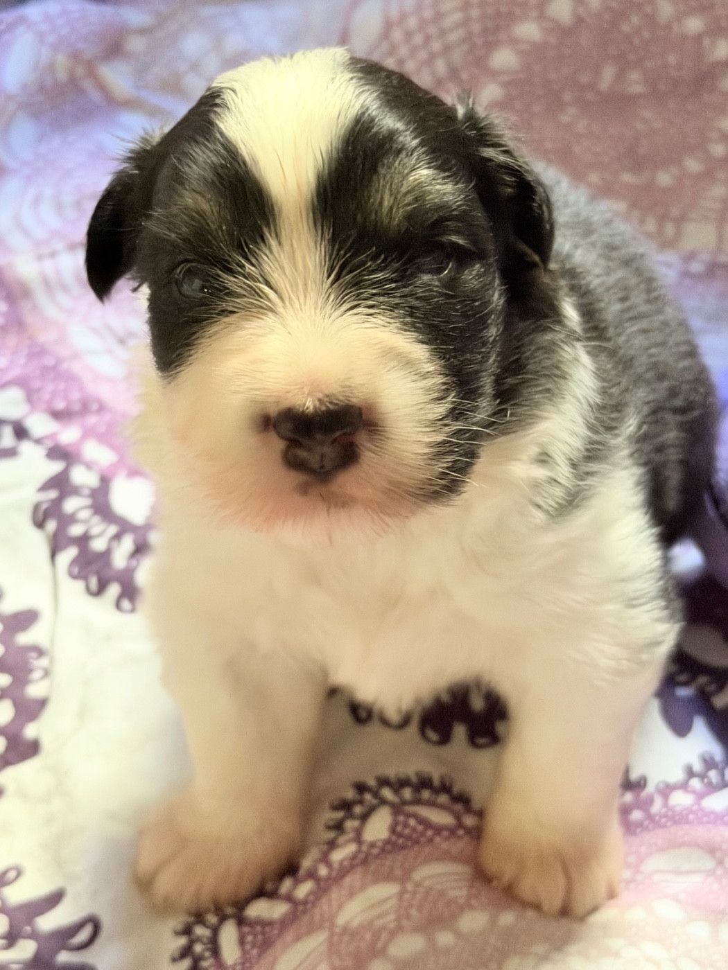 Des Pampelumes - Chiots disponibles - Berger Australien