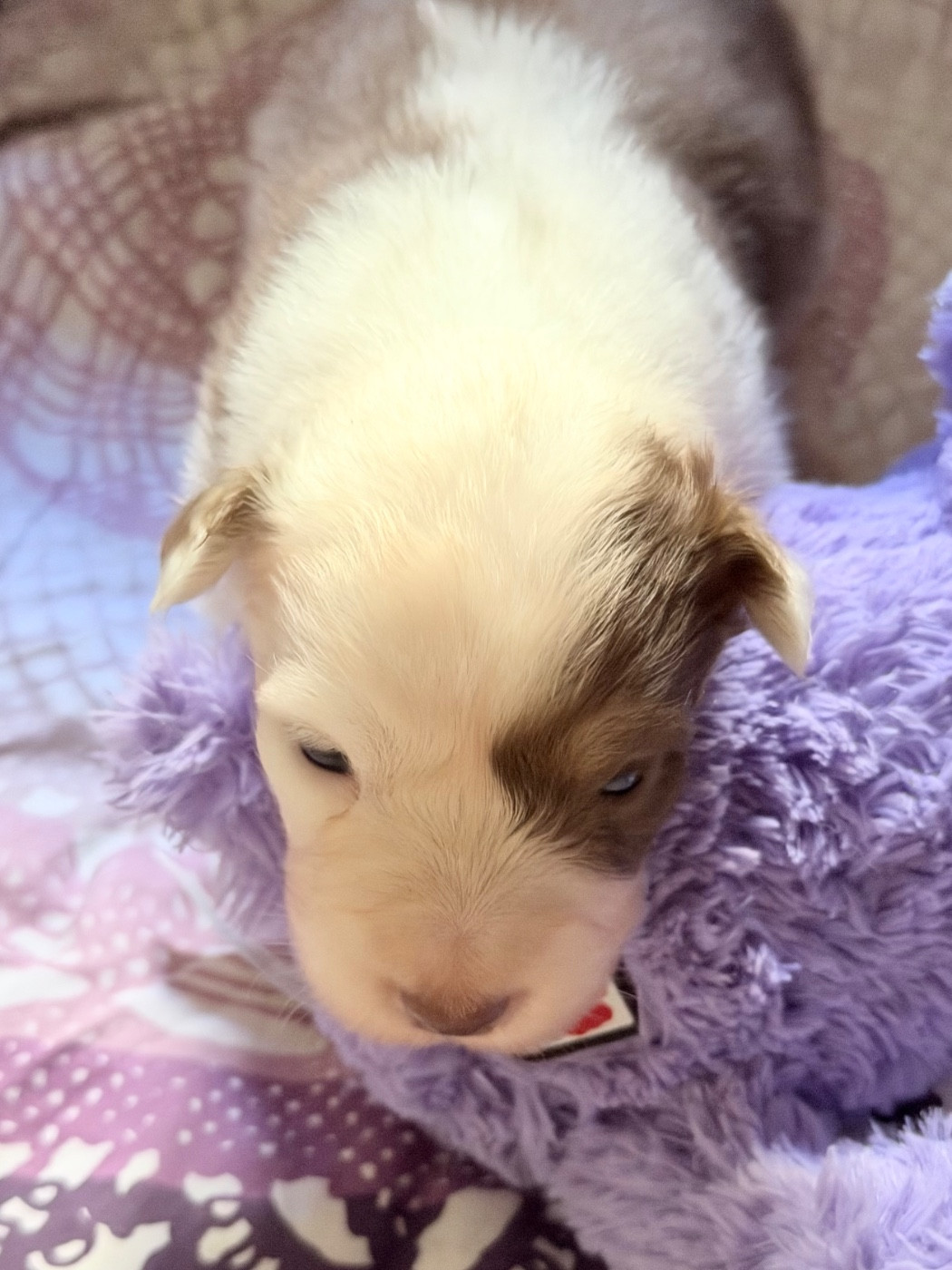 Des Pampelumes - Chiots disponibles - Berger Australien
