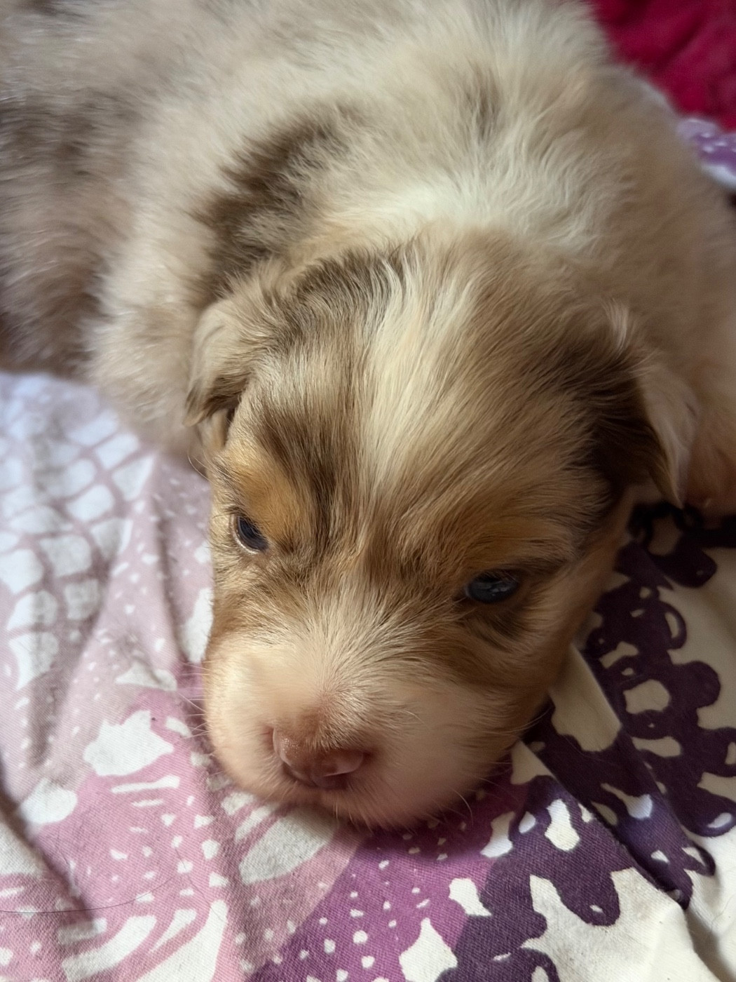 Des Pampelumes - Chiots disponibles - Berger Australien