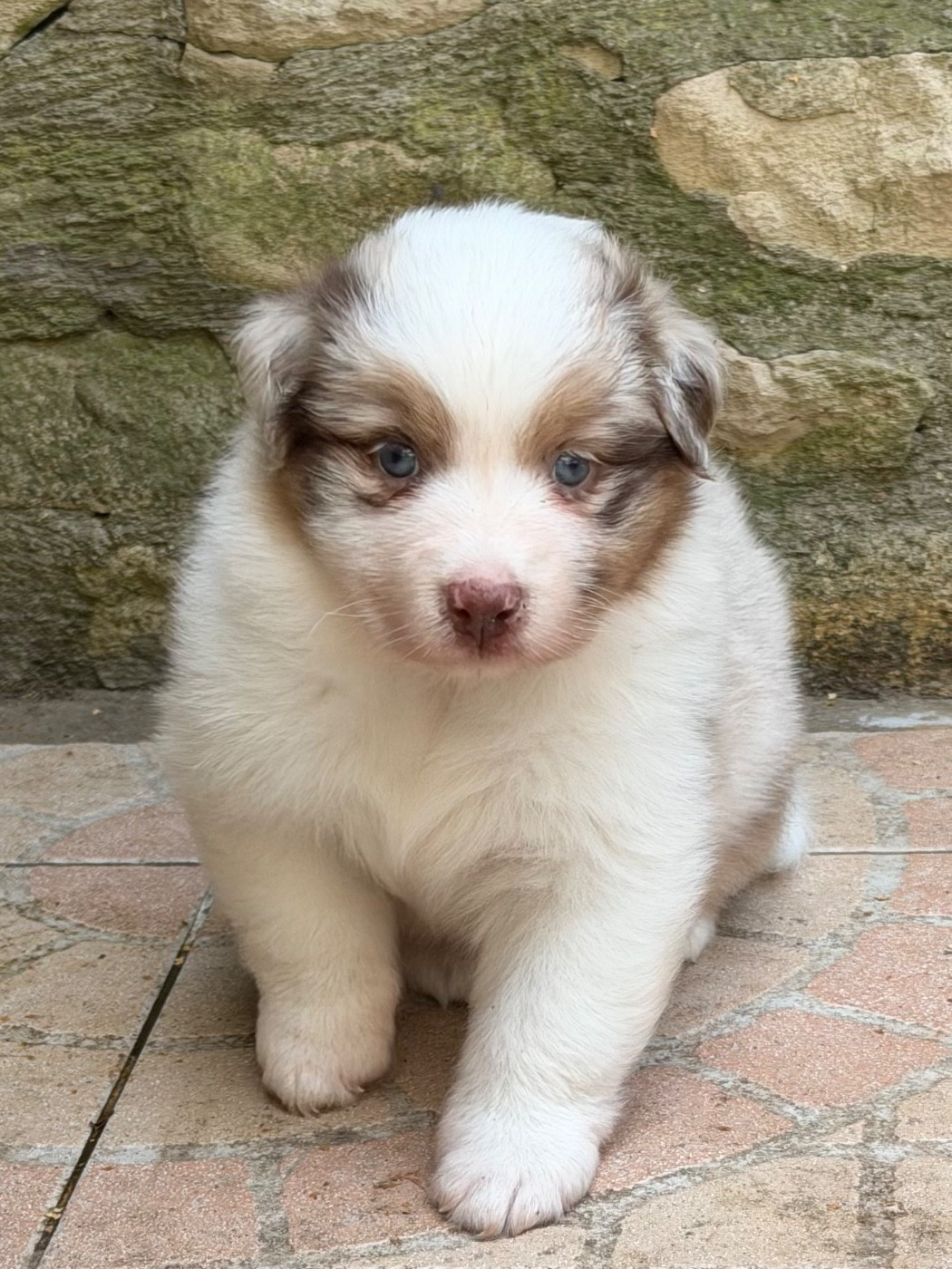 Des Pampelumes - Chiots disponibles - Berger Australien