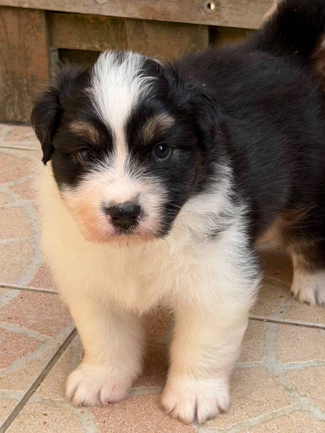 Des Pampelumes - Chiots disponibles - Berger Australien