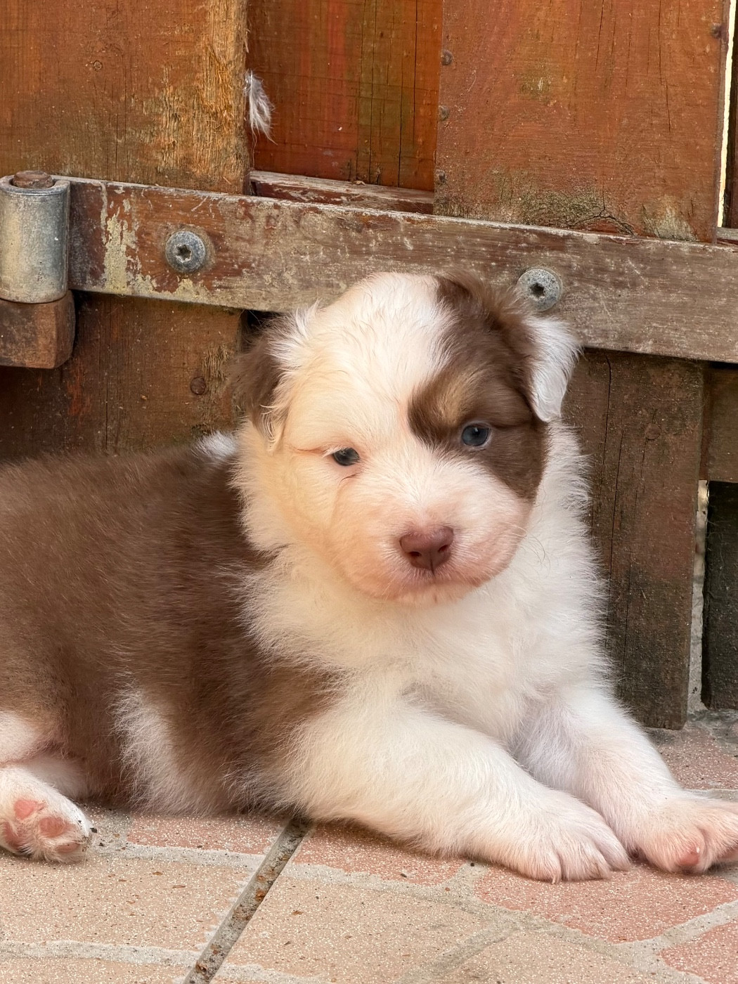 Des Pampelumes - Chiots disponibles - Berger Australien