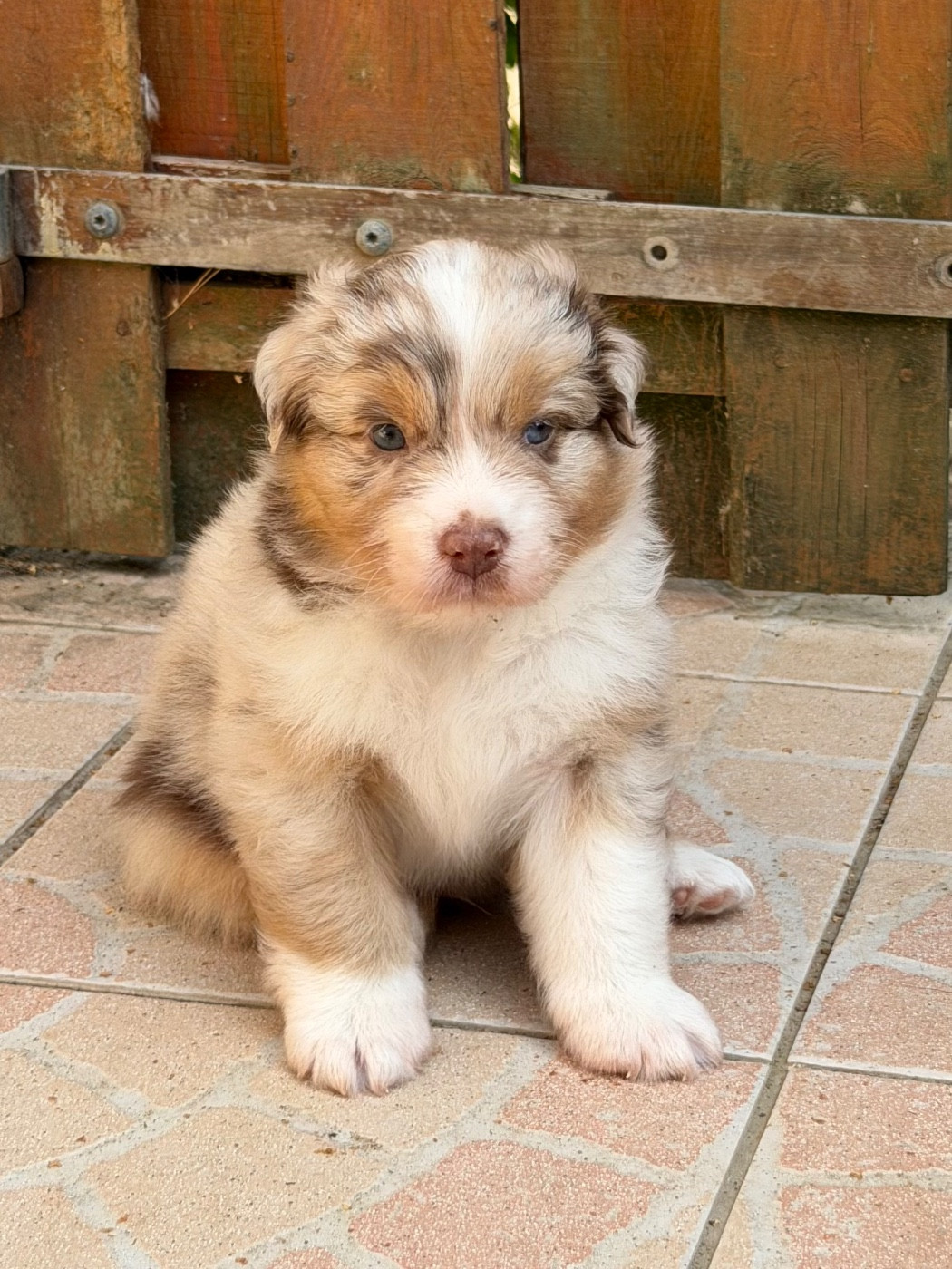 Des Pampelumes - Chiots disponibles - Berger Australien