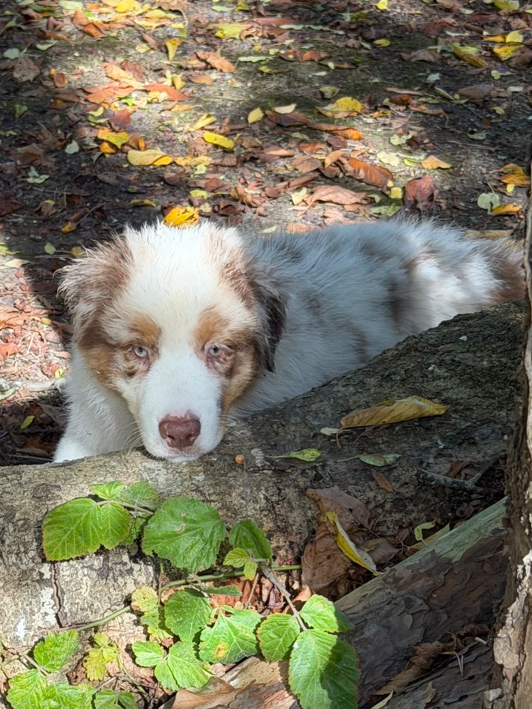 Des Pampelumes - Chiots disponibles - Berger Australien