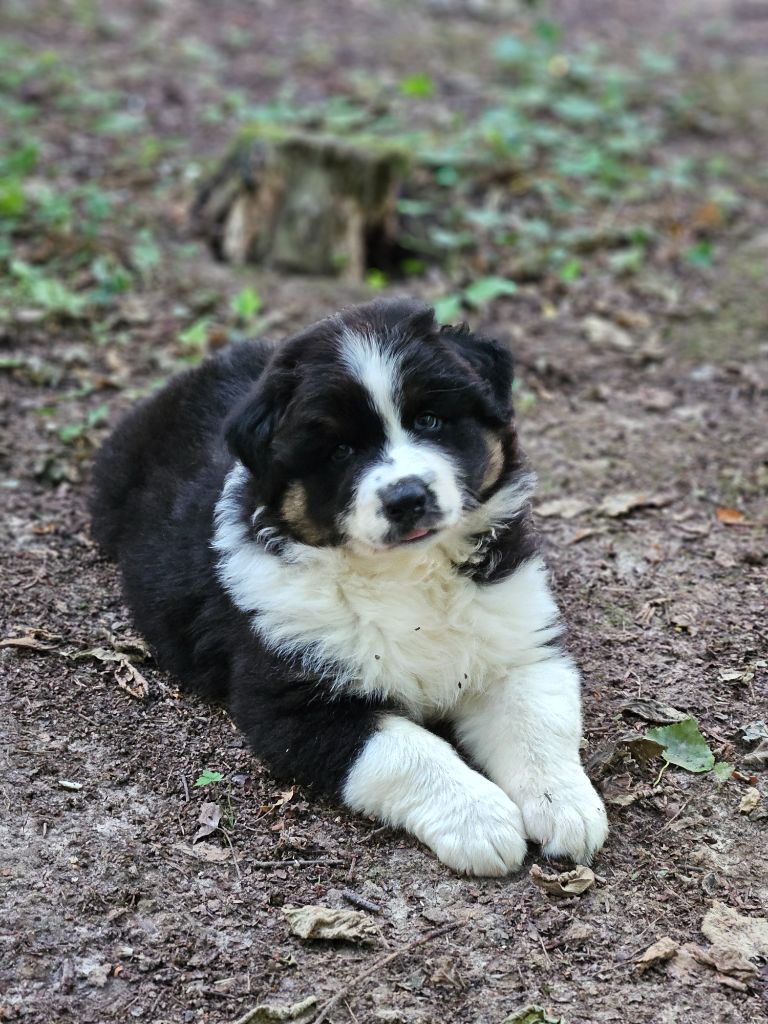 Des Pampelumes - Chiots disponibles - Berger Australien