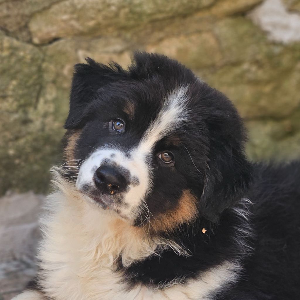 Des Pampelumes - Chiots disponibles - Berger Australien
