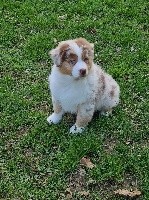 Salsa des pampelumes dit "Sally"