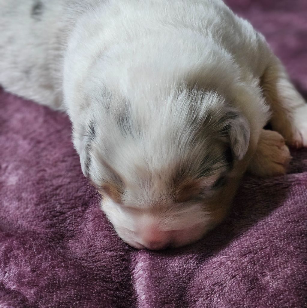 Des Pampelumes - Chiots disponibles - Berger Australien