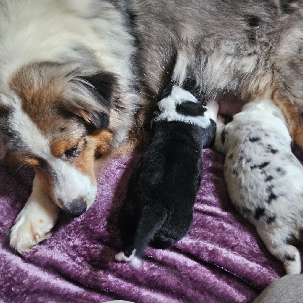 Chiot Berger Australien Des Pampelumes