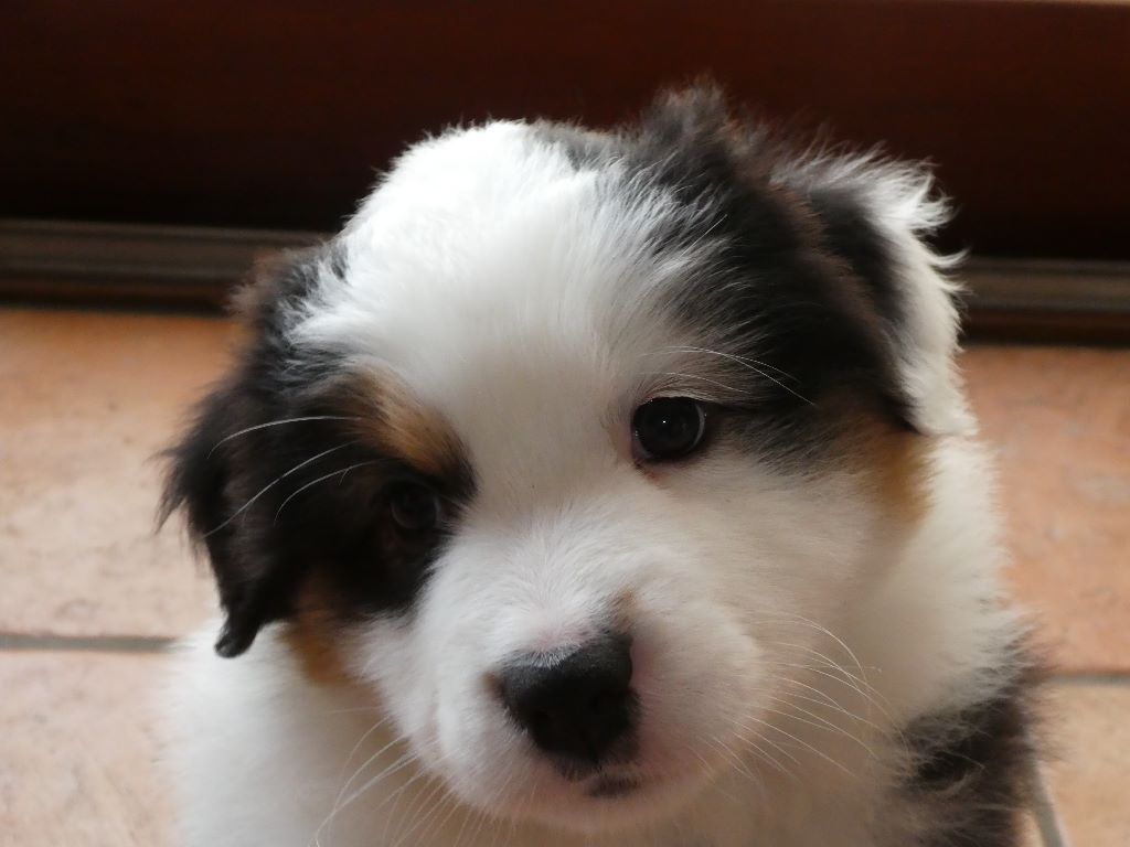 Des Pampelumes - Berger Australien - Portée née le 27/01/2018